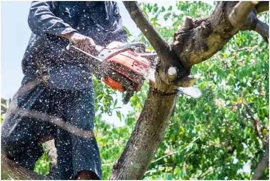 tree services Hulbert